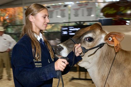 Lemoore FFA student Madi Ball leads her Guernsey into the ring for auction Friday night at the Kings Fair.